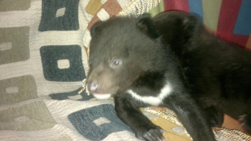 Медвежата-подкидыши из Хабаровска ищут сопровождающего в погонах и с добрым сердцем , Фото с места события из других источников