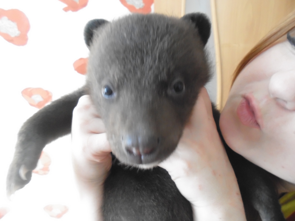 Я боюсь, что медвежат отберут и отправят в "Сысоевский" - хабаровская зоозащитница, Фото с места события из других источников