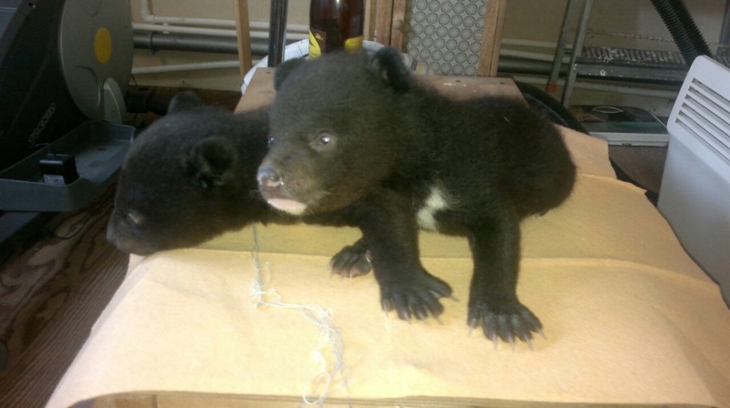 Я боюсь, что медвежат отберут и отправят в "Сысоевский" - хабаровская зоозащитница, Фото с места события из других источников