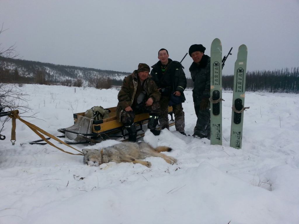 Охотники убили 11 волков в течение марта месяца в Якутии , Фото с места события из других источников