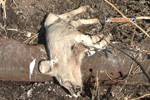 Останки тысяч свиней со свинокомплекса "Талан-2" в Бурятии разбросали по близлежащим полям ТК "Тивиком"
