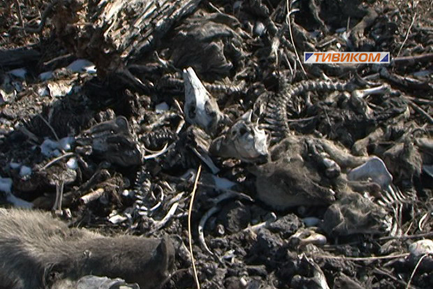 Останки тысяч свиней со свинокомплекса "Талан-2" в Бурятии разбросали по близлежащим полям, Фото с места события из других источников