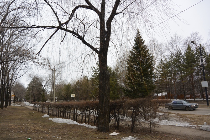 Вербу в центре Биробиджана основательно оборвали, Фото с места события собственное