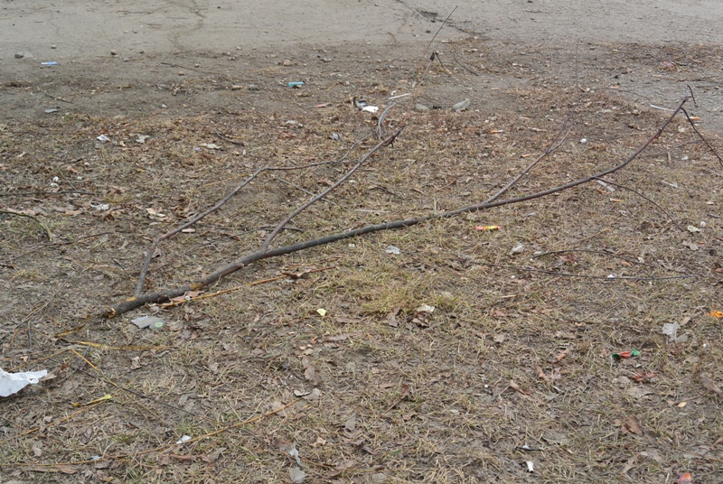 В погоне за молодыми побегами не пожалели крепкие ветви, Фото с места события собственное