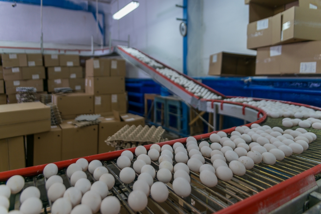 Яйцо "Птицефабрики Дукчинской", Фото с места события собственное