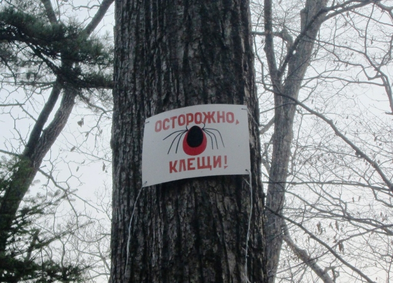 В Иркутской области зафиксировали 20 укусов клещей с 3 по 10 апреля  Лященко Александр, PrimaMedia