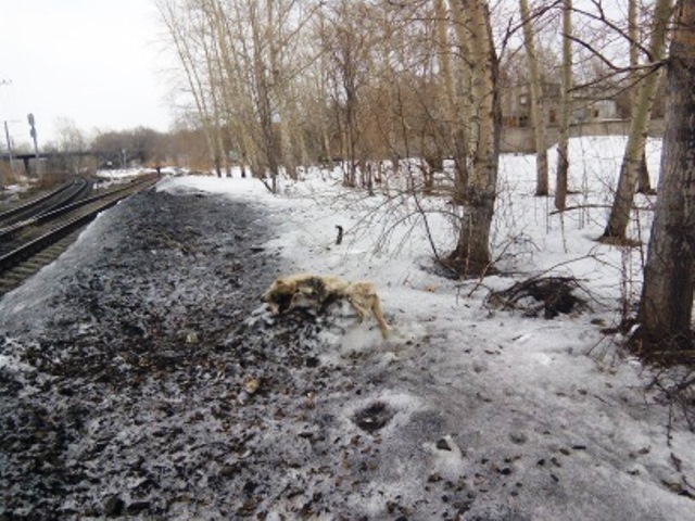 Мертвые собаки, Фото с места события собственное