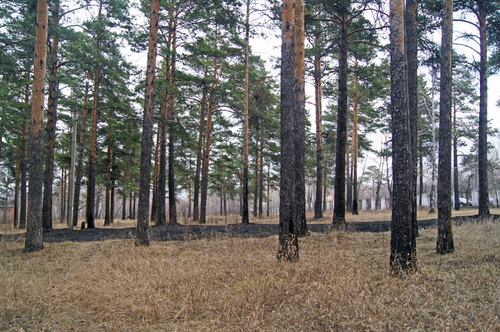 Пал травы в Кайской роще, Фото с места события собственное