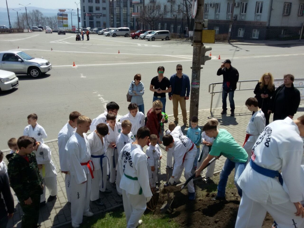 Тхэквондисты садят кустарники возле администрации Находки, Фото с места события из других источников