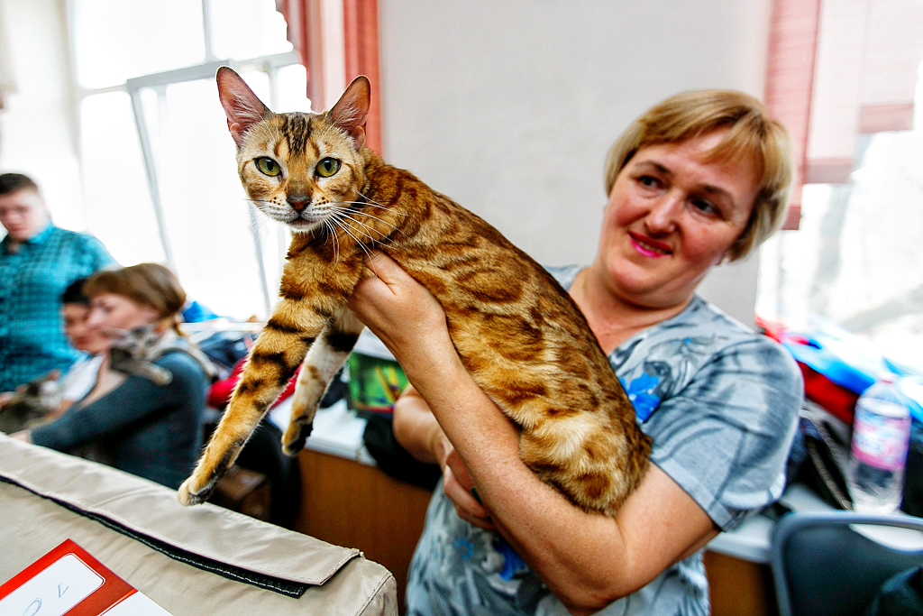 Выставка кошек тула. Выставка кошек. Выставка кошек в Санкт-Петербурге. Выставка кошек Владивосток. Выставка кошек ВДНХ.