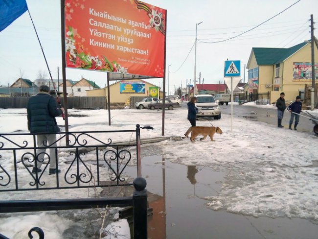 За прогулку льва по улицам в якутском селе, директор цирковой труппы заплатит штраф WhatsApp