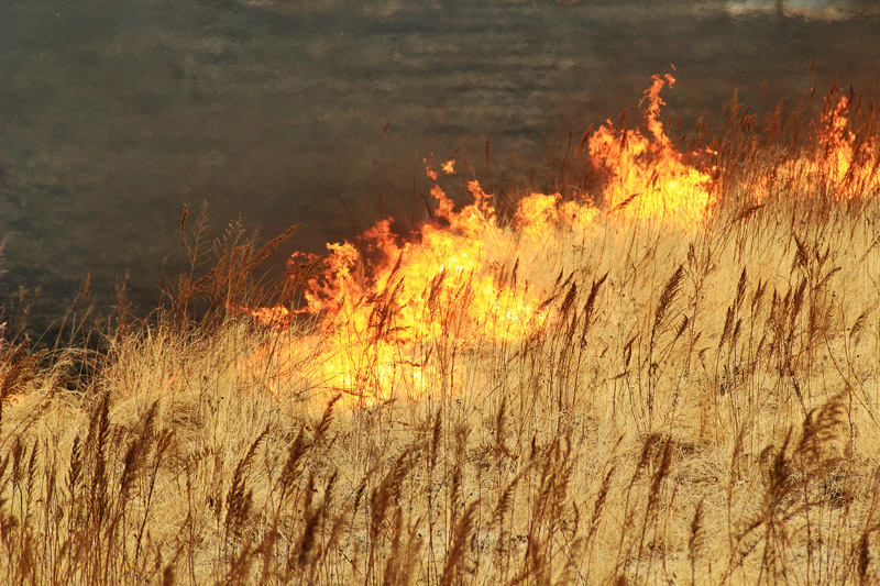 Почти все лесные пожары удалось ликвидировать в тайге Дальнего Востока Балашов Антон, PrimaMedia