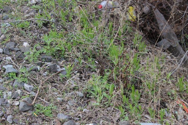 Зеленая трава манит к себе уставшую от прошлогоднего сена скотину, Фото с места события собственное