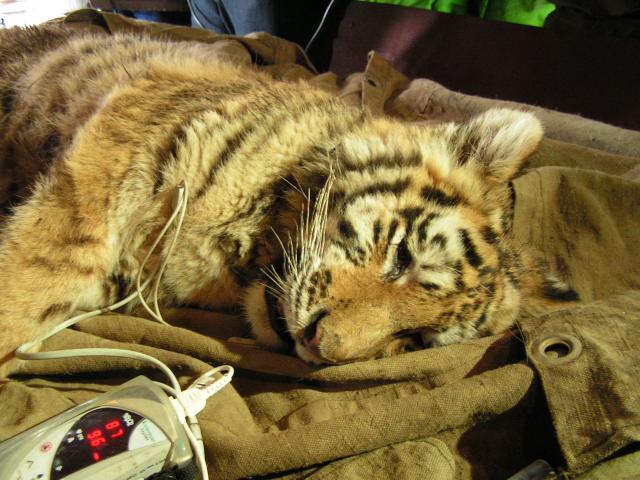 Тигренок Таня WWF России