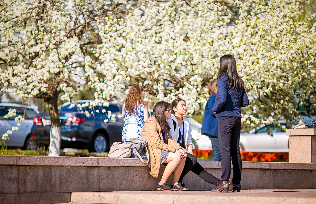 Цветущая яблоня и черемуха заполнили Улан-Удэ знакомыми ароматами и изобилием цветов