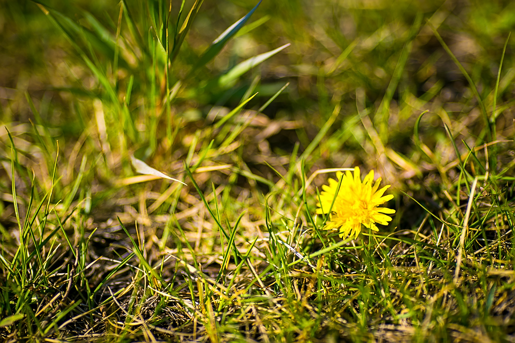 Цветущая яблоня и черемуха заполнили Улан-Удэ знакомыми ароматами и изобилием цветов