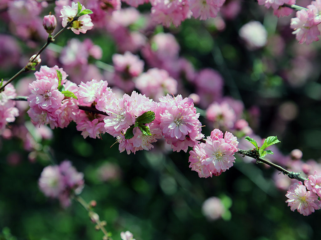 Ветка цветущей сакуры