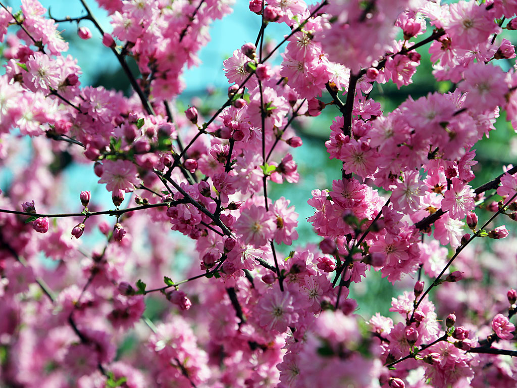 Сакура Северная луизеания. Сакура в Ботаническом саду. Май картинки. Май картинки красивые. Розовые цветы в мае