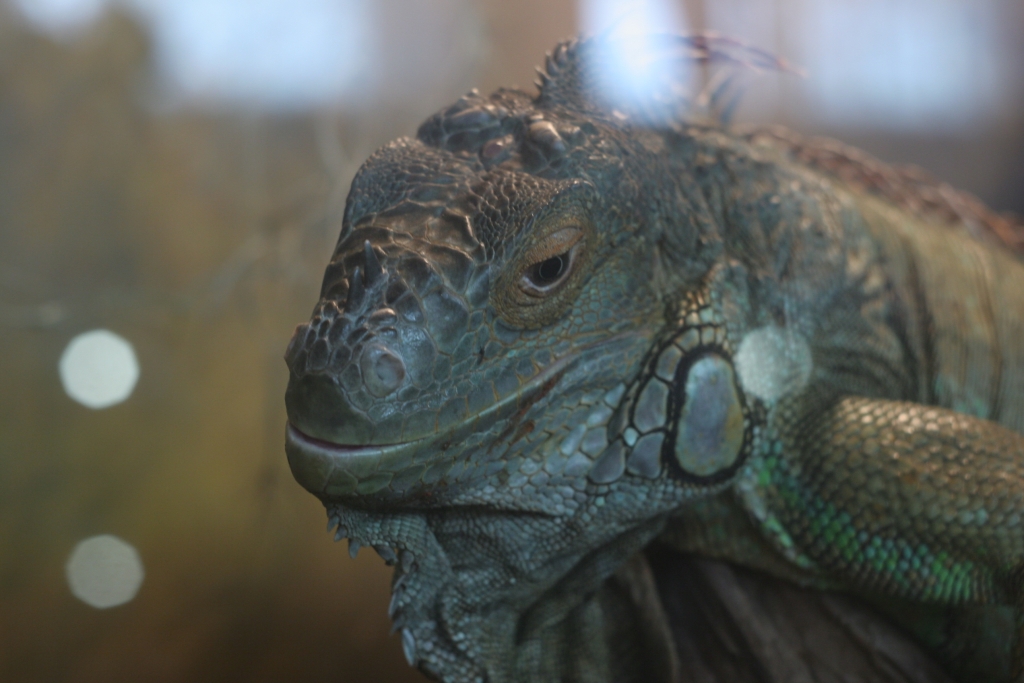 Животные, выставка