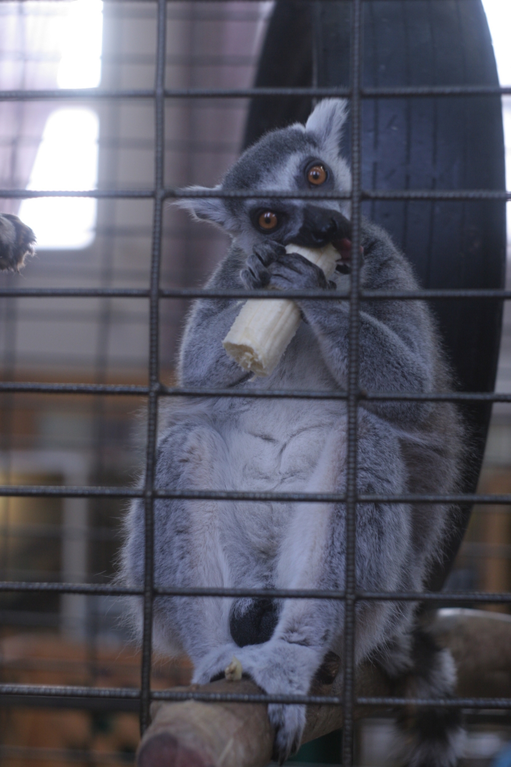 Животные, выставка