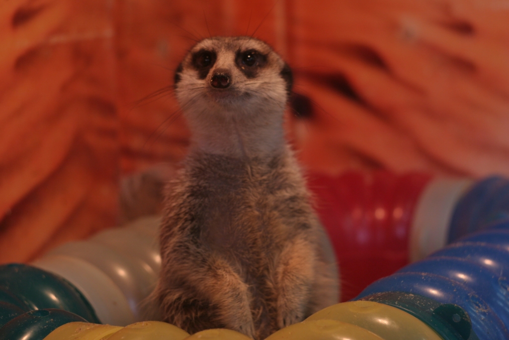 Животные, выставка