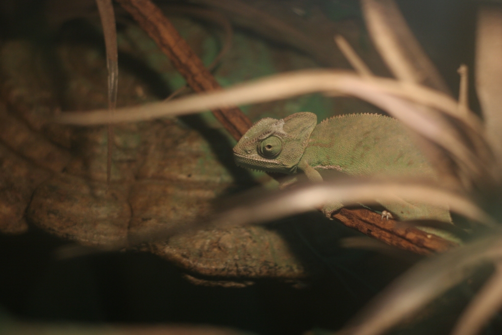 Животные, выставка