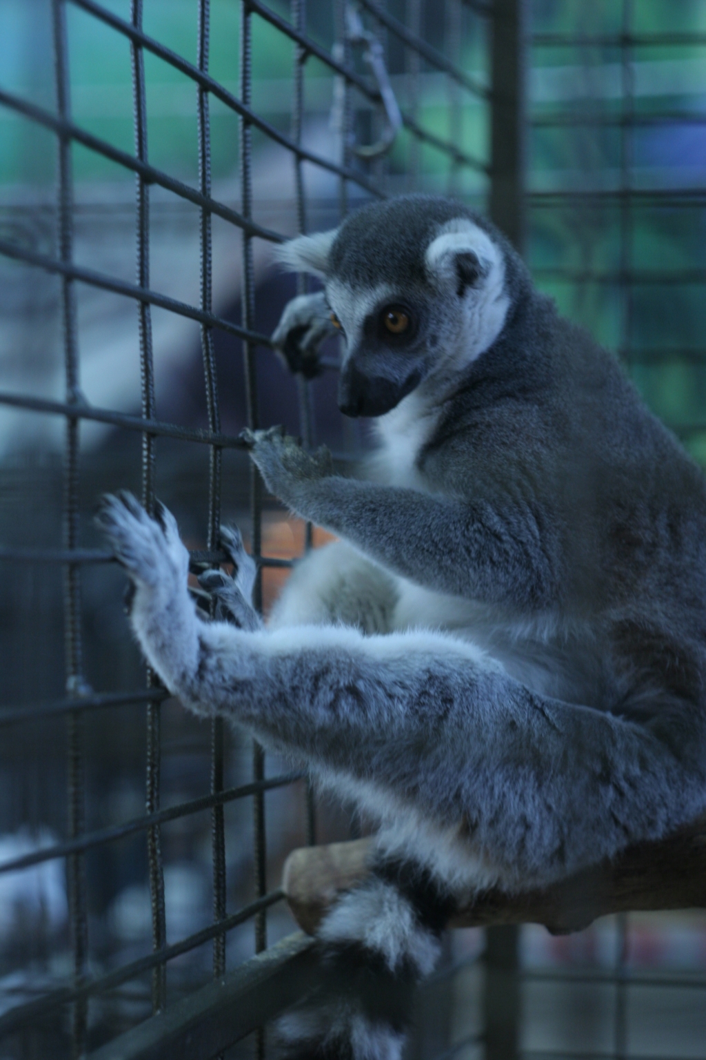 Животные, выставка