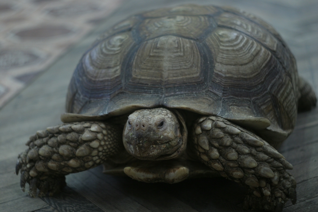 Животные, выставка