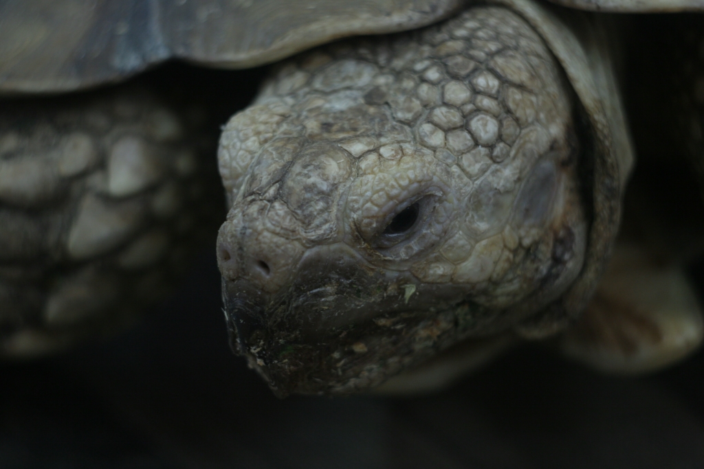 Животные, выставка