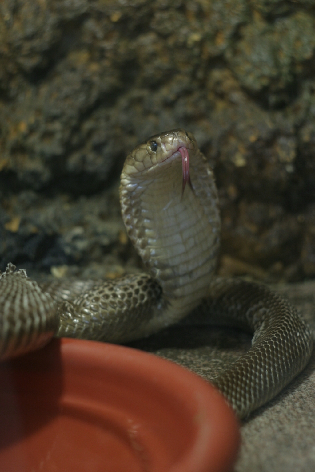 Животные, выставка