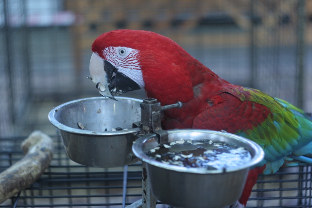 Животные, выставка