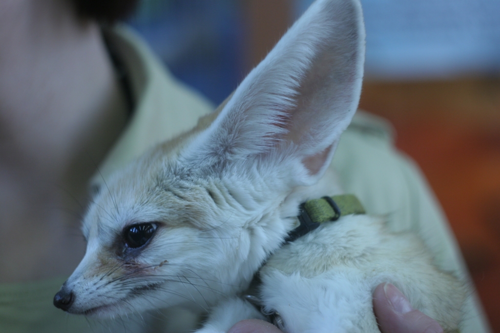 Животные, выставка