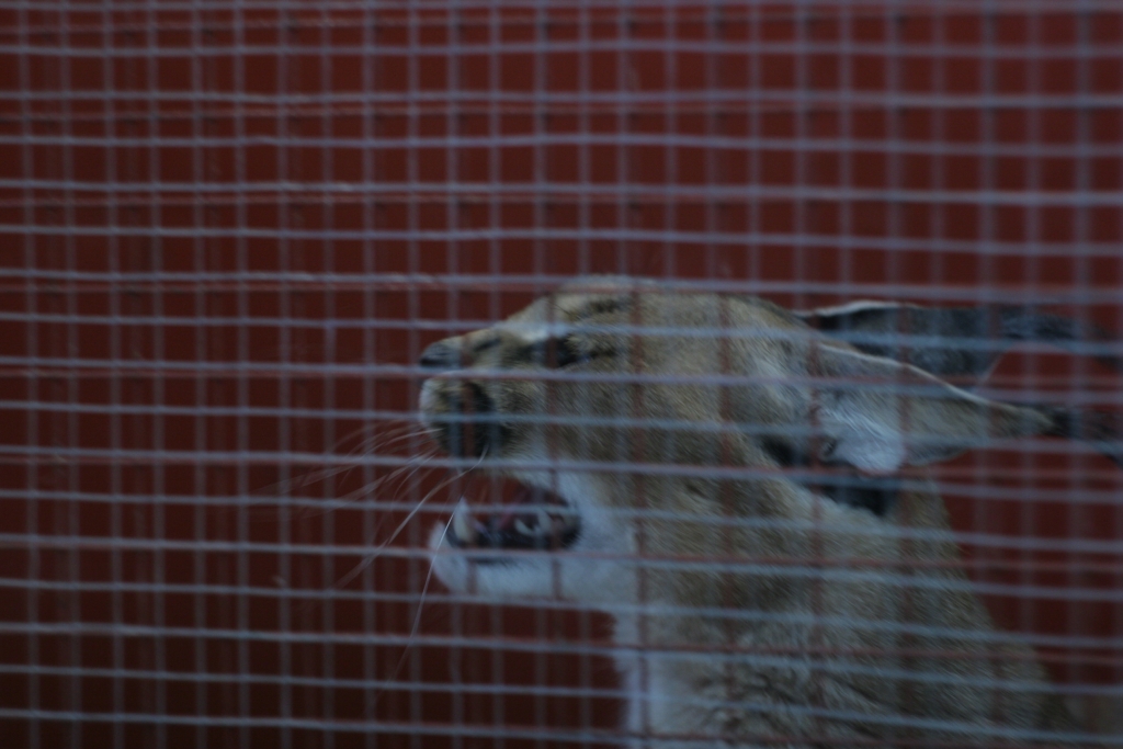 Животные, выставка