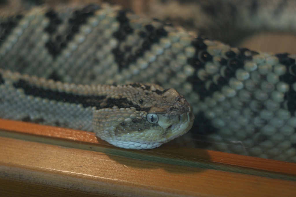 Животные, выставка