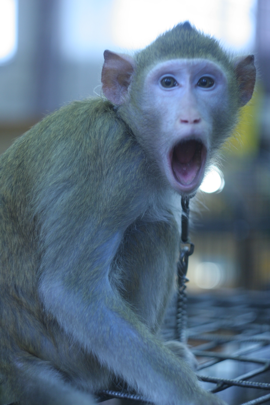 Животные, выставка