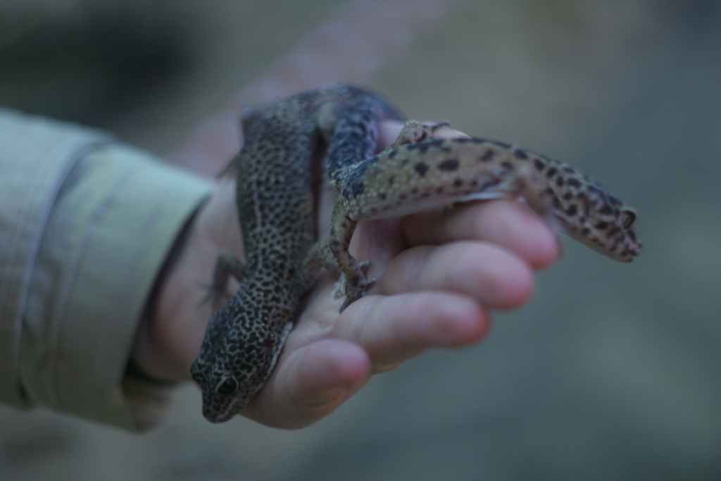 Животные, выставка