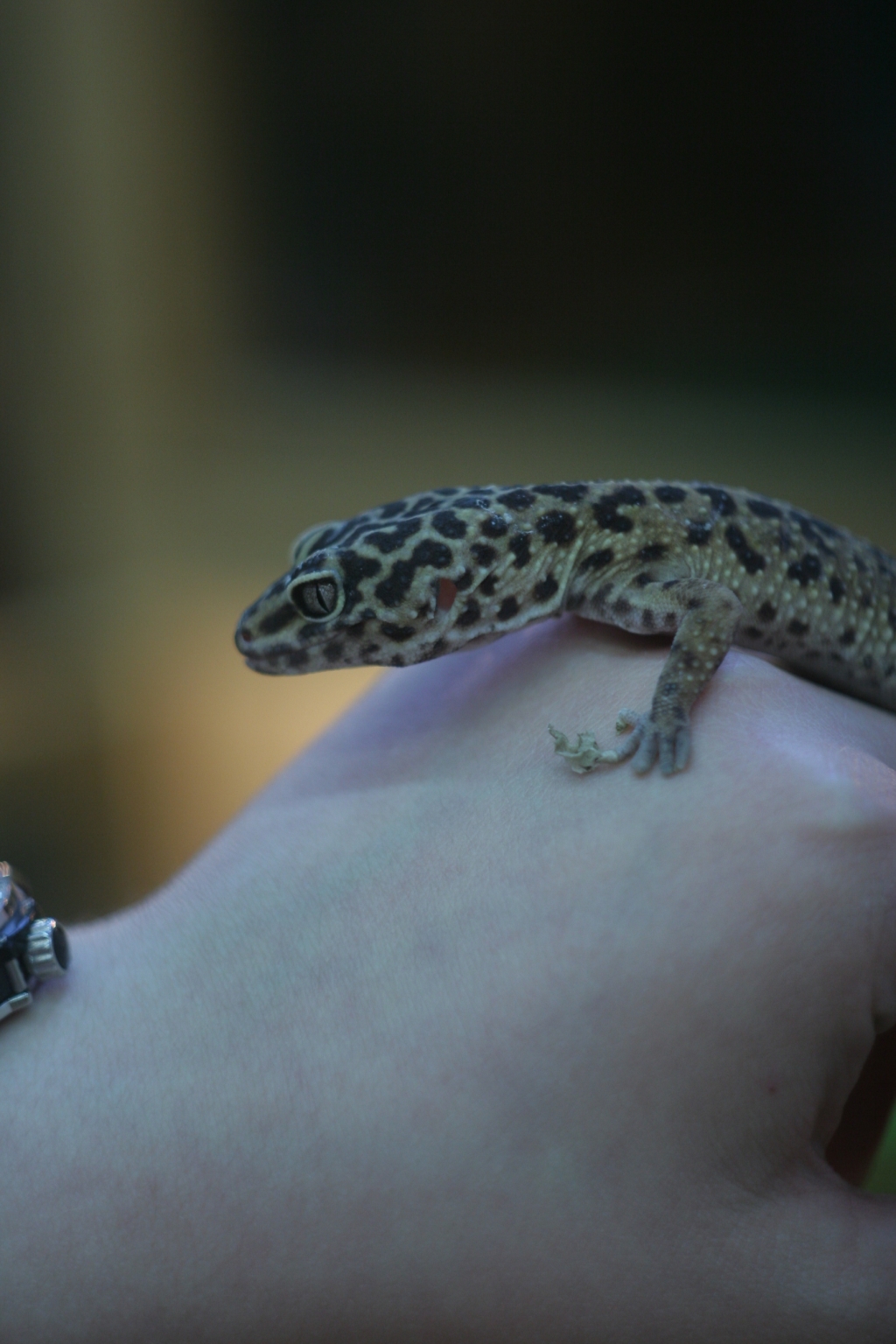 Животные, выставка