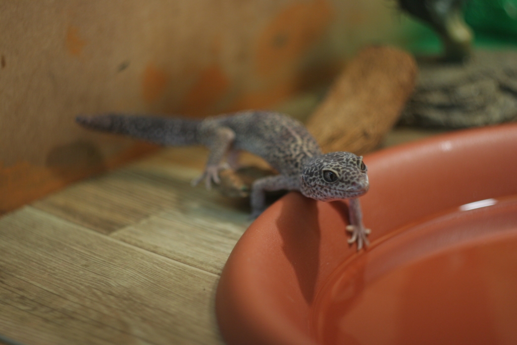 Животные, выставка