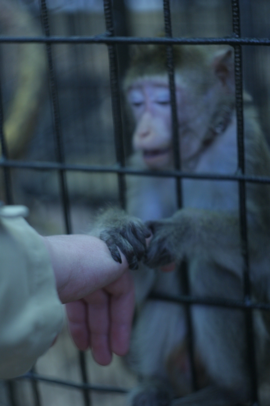 Животные, выставка