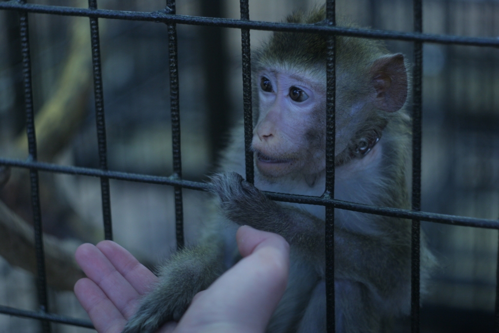 Животные, выставка