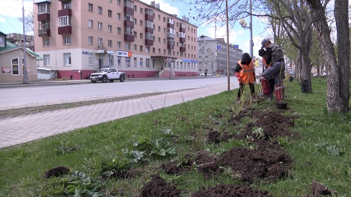 Высадка деревьев Пресс-служба администрации Южно-Сахалинска