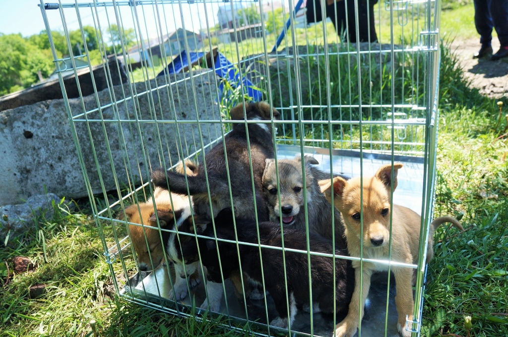 Бродячие животные Уссурийска первыми в Приморье оказались "в законе" -  PrimaMedia.ru