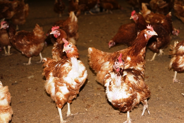 Посевная страда идет полным ходом в колонии-поселении ЕАО