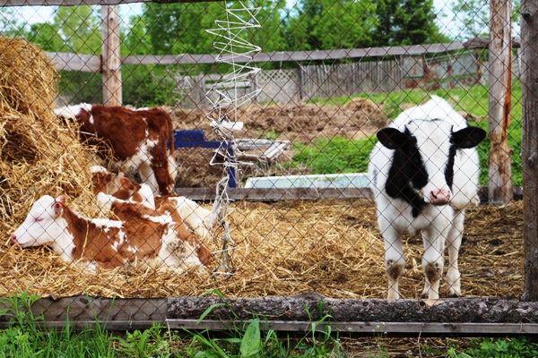 Посевная страда идет полным ходом в колонии-поселении ЕАО