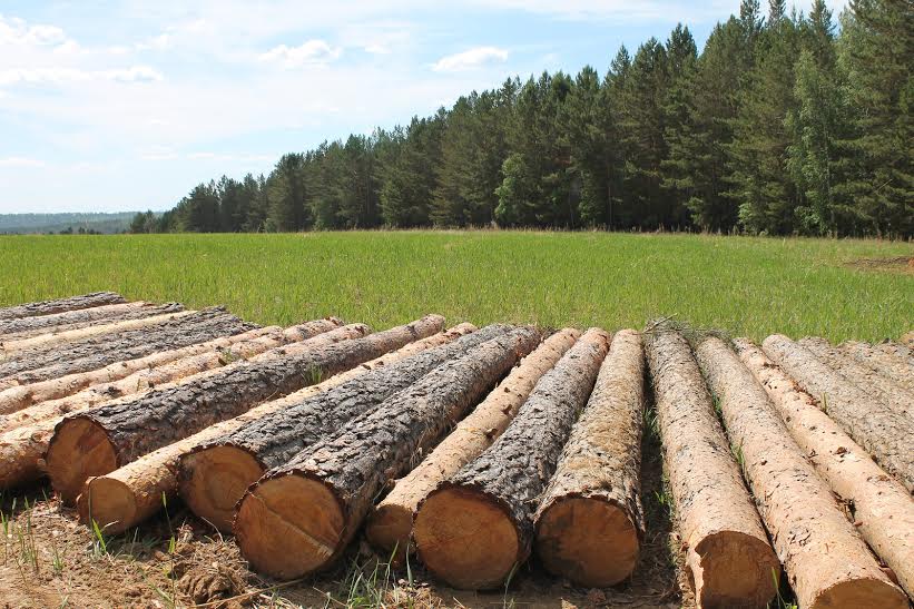 В лесах Иркутского района активисты ОНФ обнаружили незаконные вырубки и пилораму