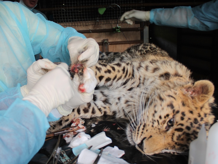 Детеныш леопарда в Приморье лишился пальцев Центр реабилитации и реинтродукции тигров и других редких животных