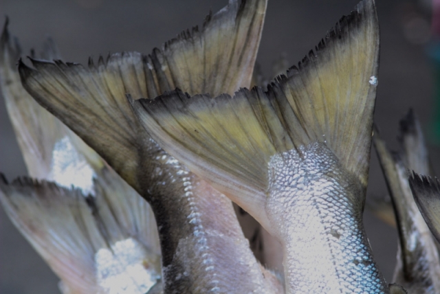Закон о запрете дрифтерного лова увеличит объемы подхода рыбы к берегам Колымы РИА ПримаМедиа