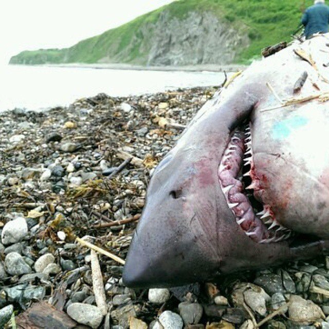 Фото жуткой акулы в соцсети "похоронило" отдых в Приморье для некоторых жителей ЕАО фото из соцсети