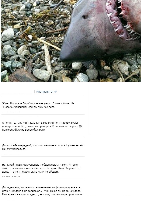 Фото жуткой акулы в соцсети "похоронило" отдых в Приморье для некоторых жителей ЕАО