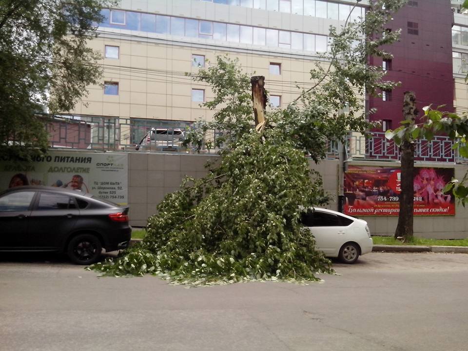 Огромное дерево упало на машину в центре Хабаровска